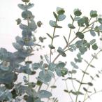  Hanaki садовое дерево. рассада эвкалипт g колено select 3 номер pot 