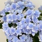 花木 庭木の苗/アジサイ：フルーリン（ブルー）5号鉢植え