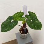 観葉植物/フィロデンドロン:マメイ 5号鉢植え