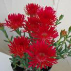 草花の苗 マツバギク 赤花3号ポット