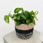 観葉植物ギフトにポトスグローバルグ...