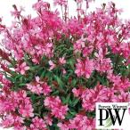 草花の苗ガウラリリポップピンク3号...