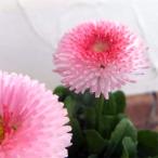 草花の苗デージータッソーストロベリ...