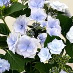 アジサイ麗ブルー5号鉢植え
