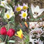  Mini тюльпан товар вид Mix 3 номер pot (1 лампочка ..) 4 pot комплект 