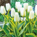 球根チューリップピューリシマブロン...