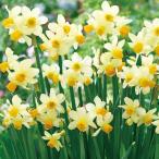 球根水仙イートンソング2球入り