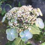 花木 庭木の苗 ヤマアジサイ トサリョクフウ（土佐緑風）4号ポット