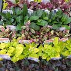 アジュガおまかせミックス2.5-3...