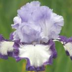 . цветок. рассада german Iris hebnz край 3.5 номер pot 