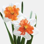 球根水仙シュライク2球入り