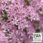 草花の苗 セダム モコランド サクラアフロ11cmポット