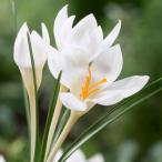 球根クロッカスミスベイン5球入り