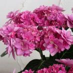 花木 庭木の苗 アジサイ 卑弥呼（ひみこ）ピンク3.5号ポット