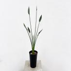 観葉植物/ストレリチア:ユンケア(ノンリーフ) 10.5cmロングポット1本立ち仕立て