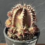 観葉植物 （わけあり特価）サボテ�