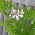  трава. рассада запах герань комары . дракон (ka одеколон * машина одеколон )3.5 номер pot 