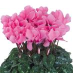 草花の苗 シクラメン ドリームスケープ ローズアイ3.5号ポット