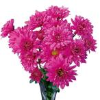 草花の苗/キク：寒咲きダリア菊ピン...