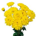 草花の苗/キク：寒咲きダリア菊イエ...