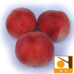 果樹の苗 モモ(桃） あかつき4〜5号ポット