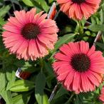 草花の苗 エキナセア サンシーカーズ ミネオラ3.5号ポット