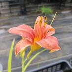 草花の苗 ヘメロカリス ピンクダマスク4号ポット