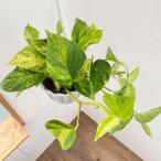 観葉植物/ポトス:テルノクリスタルグリーン 5号吊り鉢