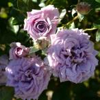 バラの苗 ロサ・オリエンティス リリエンタール大苗6号角鉢植え(バラ)