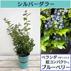 果樹の苗 ブルーベリー ブッシェルアンドベリー（R）シルバーダラー5号ポット