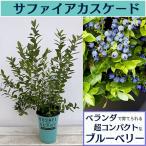 果樹の苗 ブルーベリー ブッシェルアンドベリー（R）サファイアカスケード5号ポット