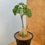 観葉植物/ゲラルダンサス :マクロリザス(眠り布袋)2.5号鉢植え