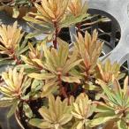 草花の苗 （わけあり特価）ユーフォルビア ゴールデングローリー4号ポット