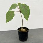 観葉植物/フィカス:ぺティオラリス 3号鉢植え