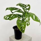観葉植物モンステラエピプレムノイデ...