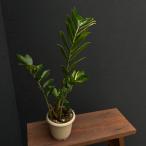 観葉植物/ザミオクルカス:ザミーフォリア(斑入り) 4号24-01
