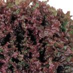  овощи. рассада leaf lettuce красный fire - рассада 2.5 номер pot 40 АО комплект бесплатная доставка 