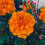 草花の苗マリーゴールドスーパーヒー...