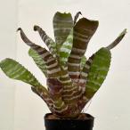 観葉植物/(わけあり特価)エクメア:チャンティニ ハンドオフ 3.5号ポット