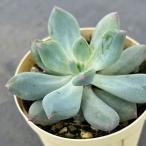 観葉植物パキフィツムキューティーフ...