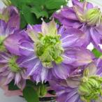 クレマチスの苗 クレマチス カイゼル4号ロングポット