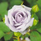 バラの苗 ハイブリッドティー 思い出（おもいで）大苗