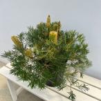 花木 庭木の苗/バンクシア:バースデイキャンドル 7号鉢植え25-01
