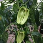 ��Ȃ��s�[�}�� �^�l�Ȃ��ҁ[(R)�̎�E5������ ��؂̃^�l