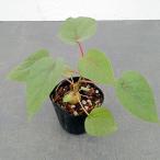 観葉植物/フィカス：ぺティオラリス...