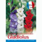 球根 グラジオラス フランスカラー3球入り（3色ミックス）