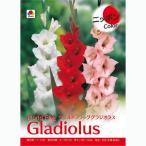 球根 グラジオラス ニッポンカラー3球入り（3色ミックス）