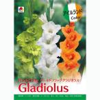 球根 グラジオラス アイルランドカラー3球入り（3色ミックス）