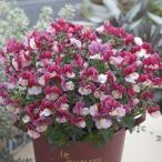 草花の苗ネメシアコットンあずき3号ポット