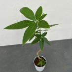 観葉植物パキラグラブラ3.5号鉢入り